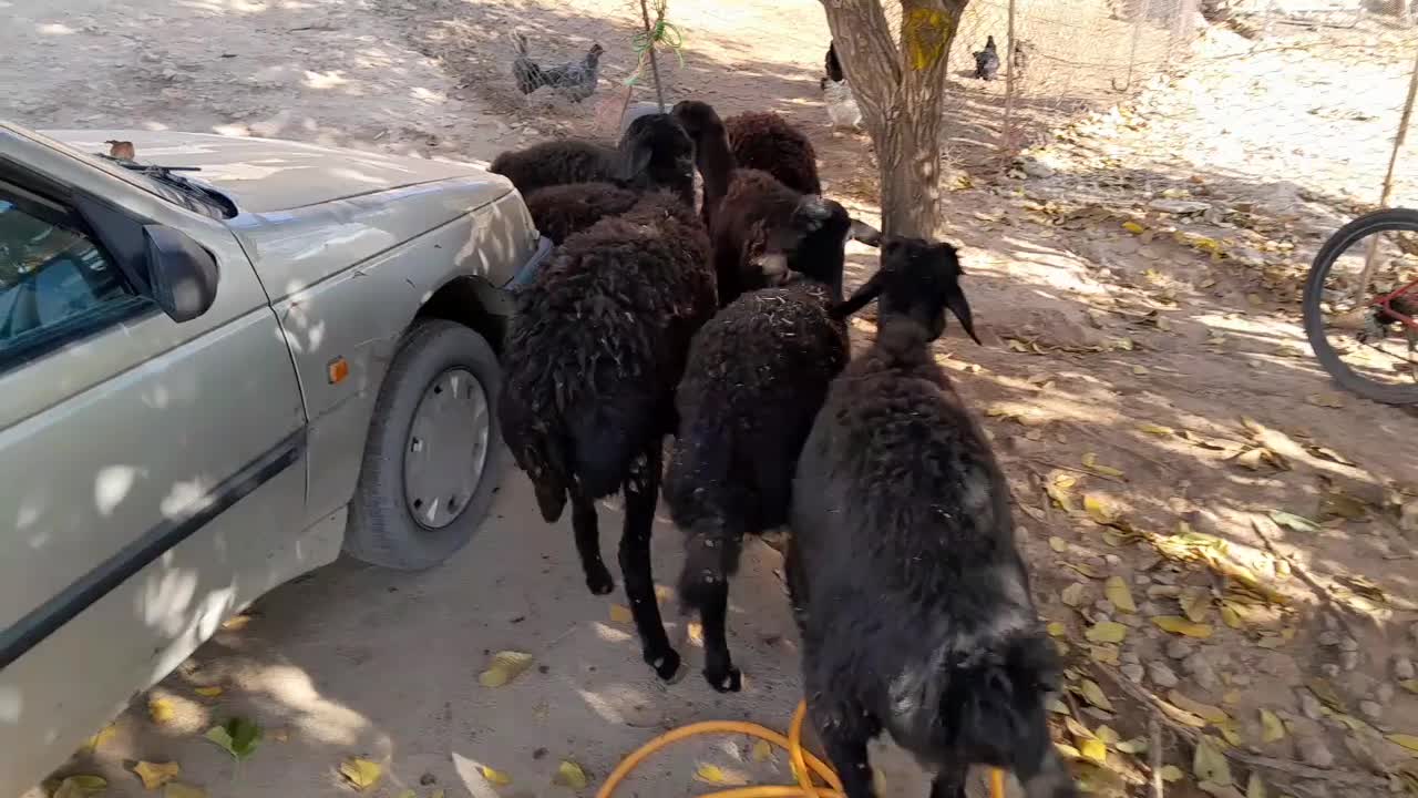 شیشک میش|حیوانات مزرعه|فیروزآباد (لرستان), |دیوار