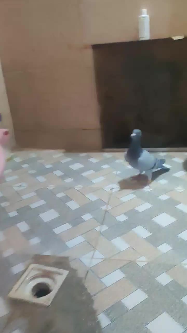 ماده بلژیک شناسامدارمولد|پرنده|رامهرمز, |دیوار