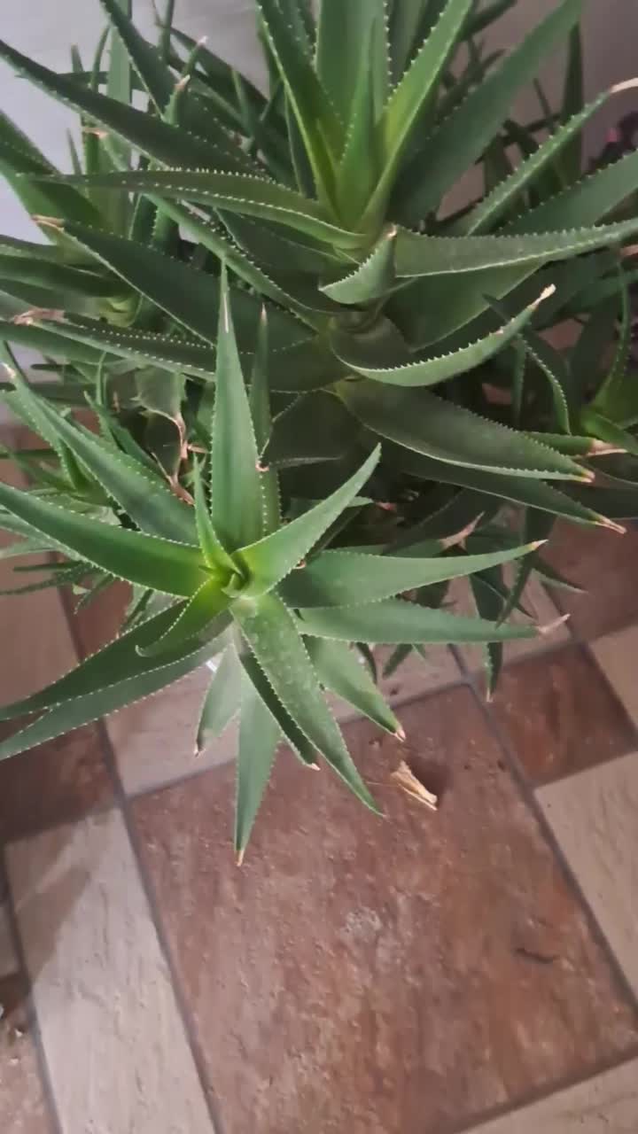 گل طیبعی و گلدان|گل و گیاه طبیعی|تبریز, |دیوار