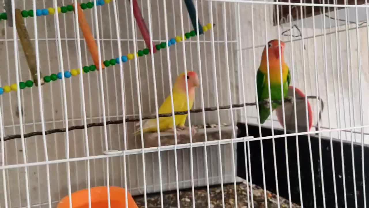 طوطی کوتوله نر و ماده سرحال همراه قفس و تجهیزات|پرنده|مشهد, چهاربرج|دیوار
