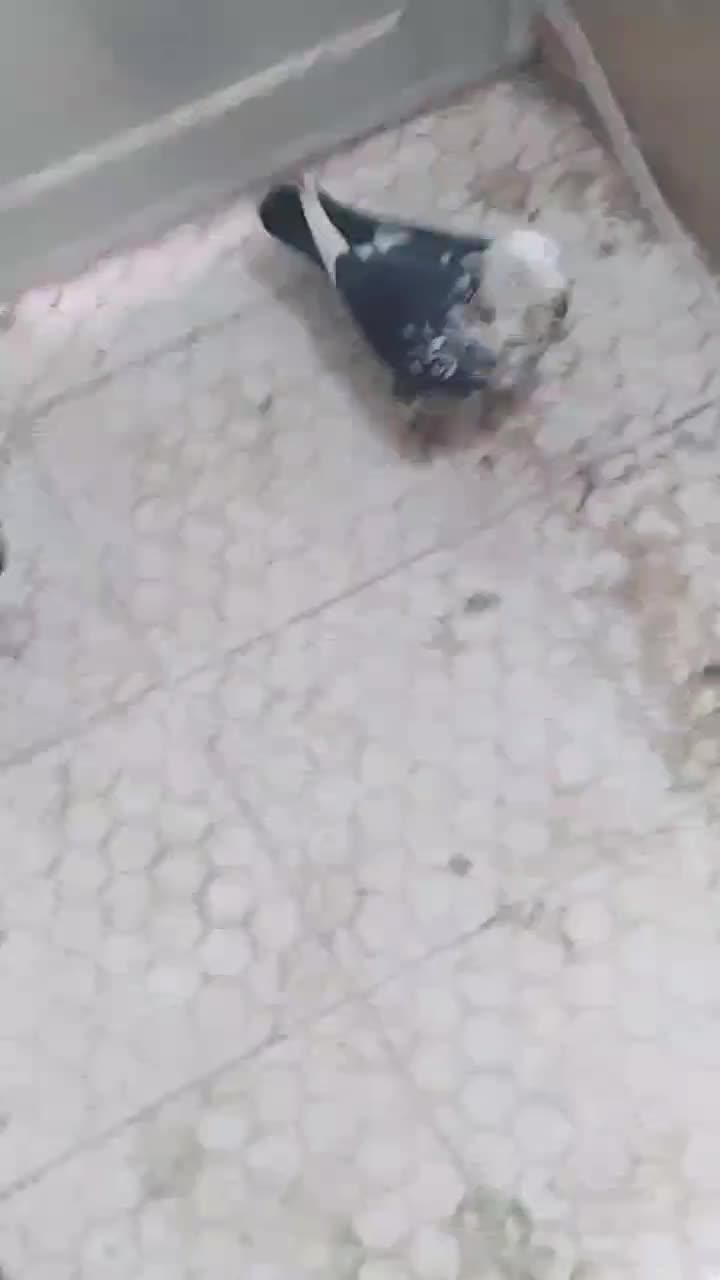 سوسکی بزک|پرنده|تربت‌حیدریه, یحیی آباد|دیوار