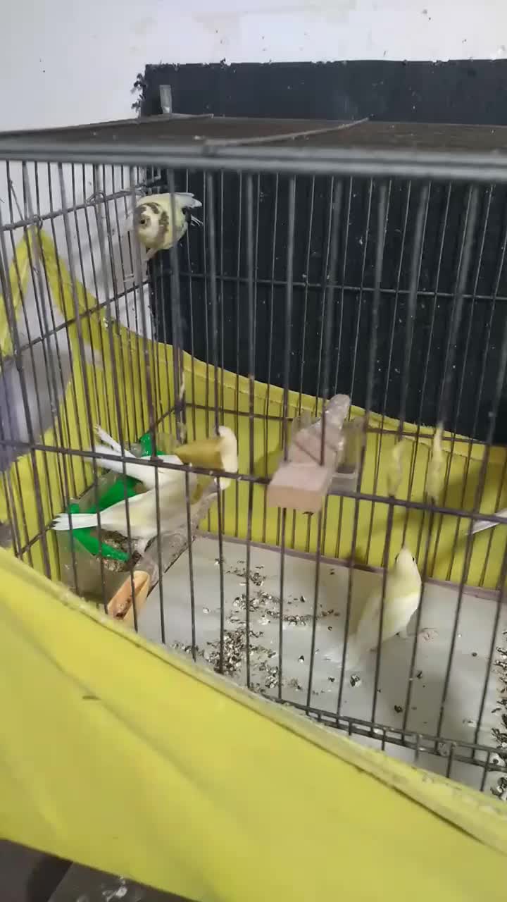 قناری یجا سلامت|پرنده|هشتگرد, شهرک راه آهن|دیوار