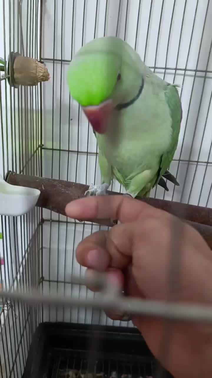 شاه طوطی نر|پرنده|مشهد, کارگران|دیوار