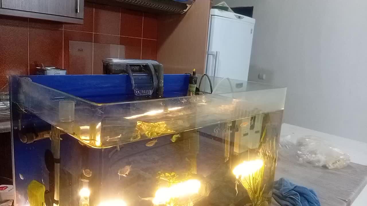 آکواریوم|ماهی|هشتگرد, شهرک گلها|دیوار