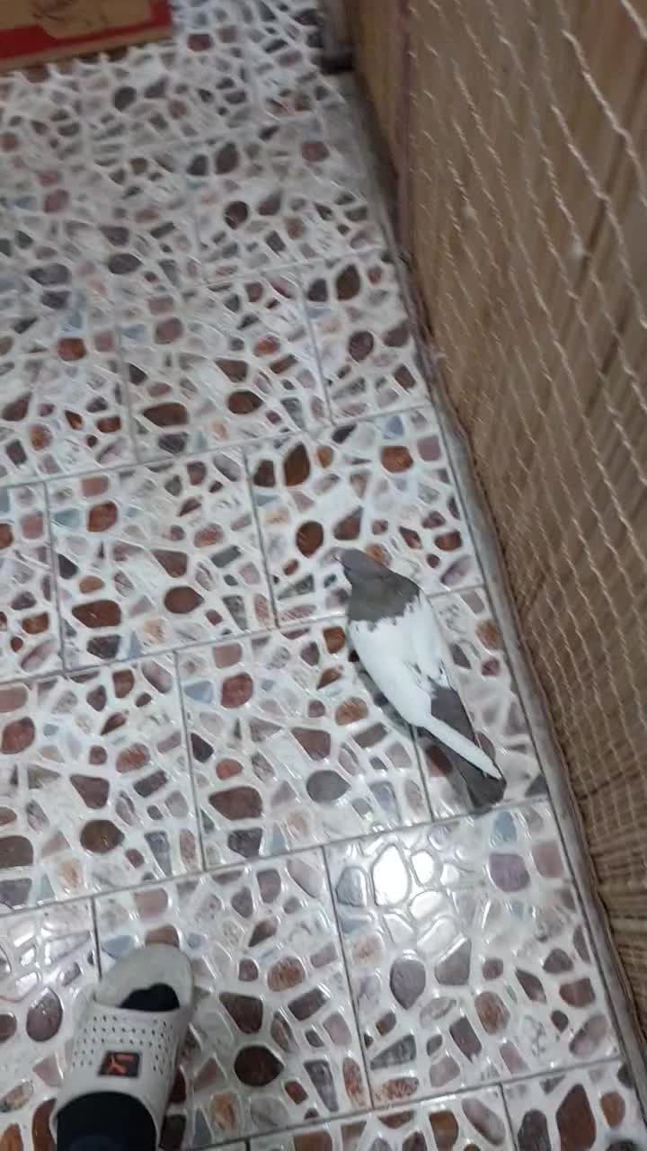 یه جفت سینه ای پاک ماده سینه قهوه ای نر سیاه|پرنده|تهران, افسریه شمالی|دیوار