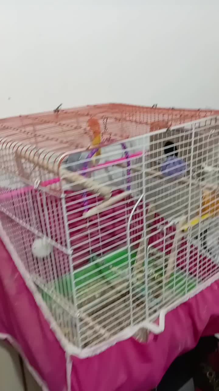 کوتوله برزیلی|پرنده|فولادشهر, زاینده رود|دیوار