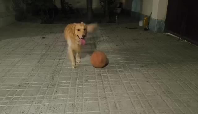 سگ گلدن|سگ|گرمدره, |دیوار