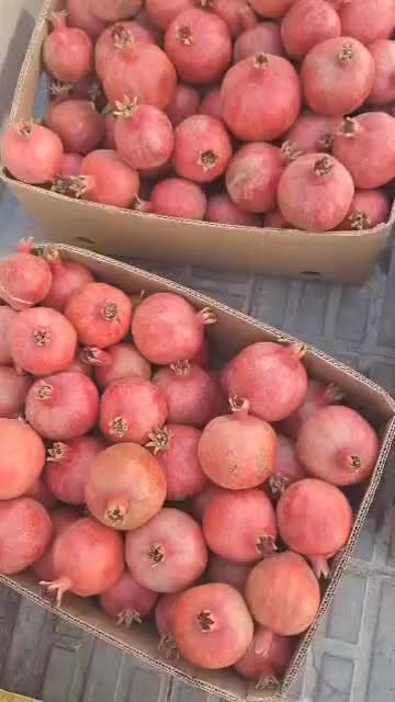 انار دون مشکی قیمت۱۵۰مقتوع عمده ۱۳۰ تومان|خوردنی و آشامیدنی|گلباف, |دیوار