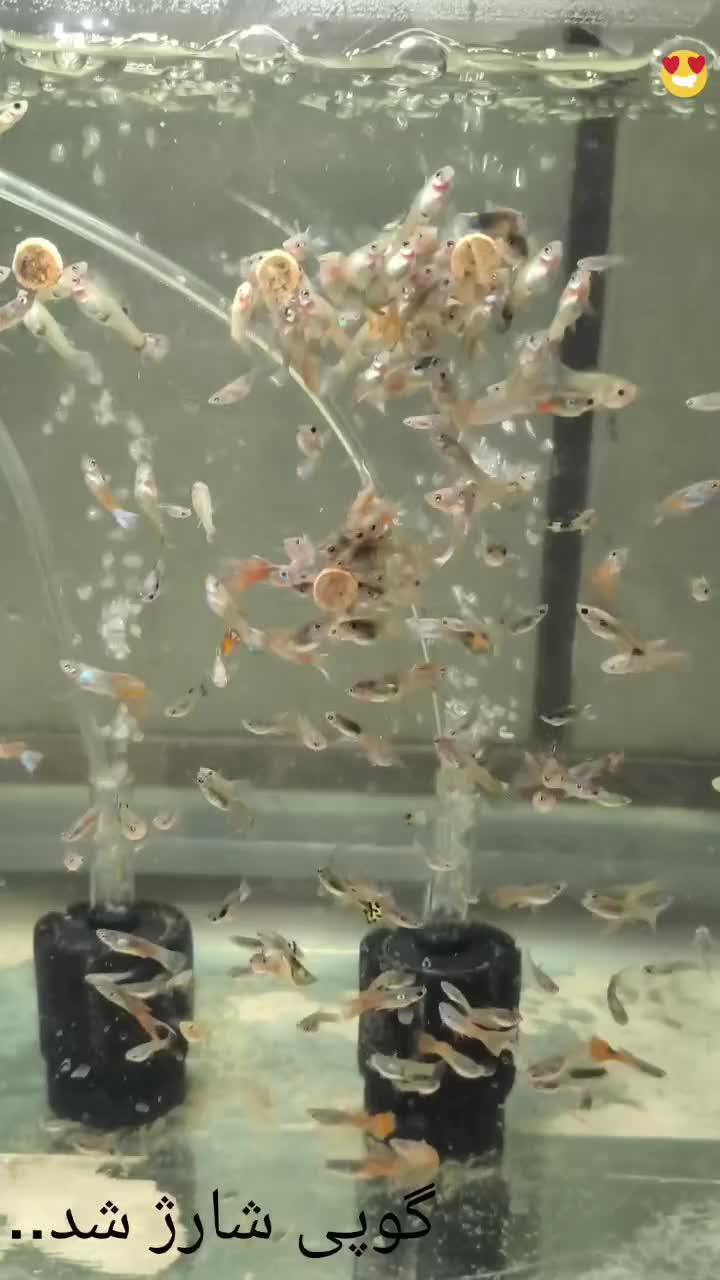 ماهی گوپی خوشگل|ماهی|قم, شهرک سازمان آب|دیوار
