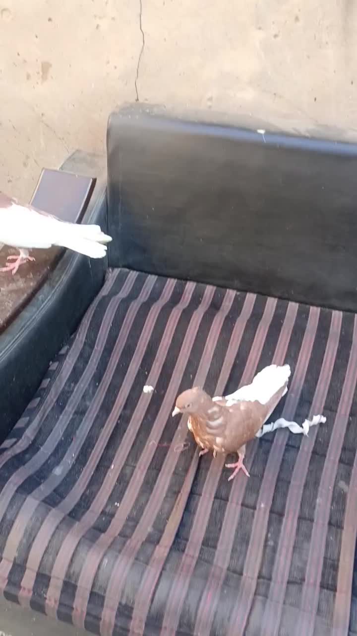 چپ دم سفید جفت خواهر برادر|پرنده|اهواز, فتح|دیوار