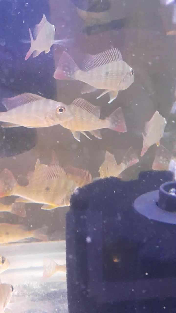 پروکسی موس|ماهی|اردبیل, |دیوار