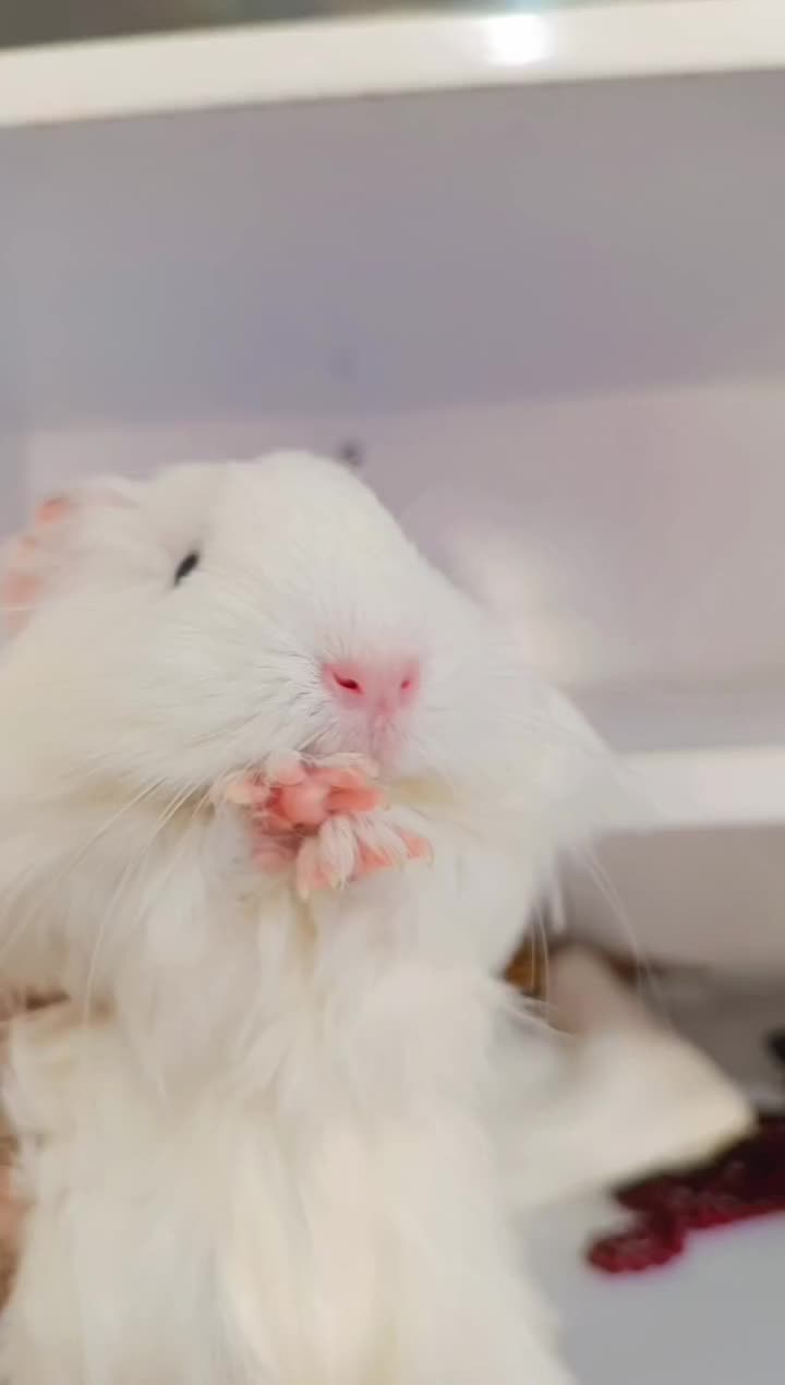 خوکچه هندی|موش و خرگوش|سیرجان, |دیوار