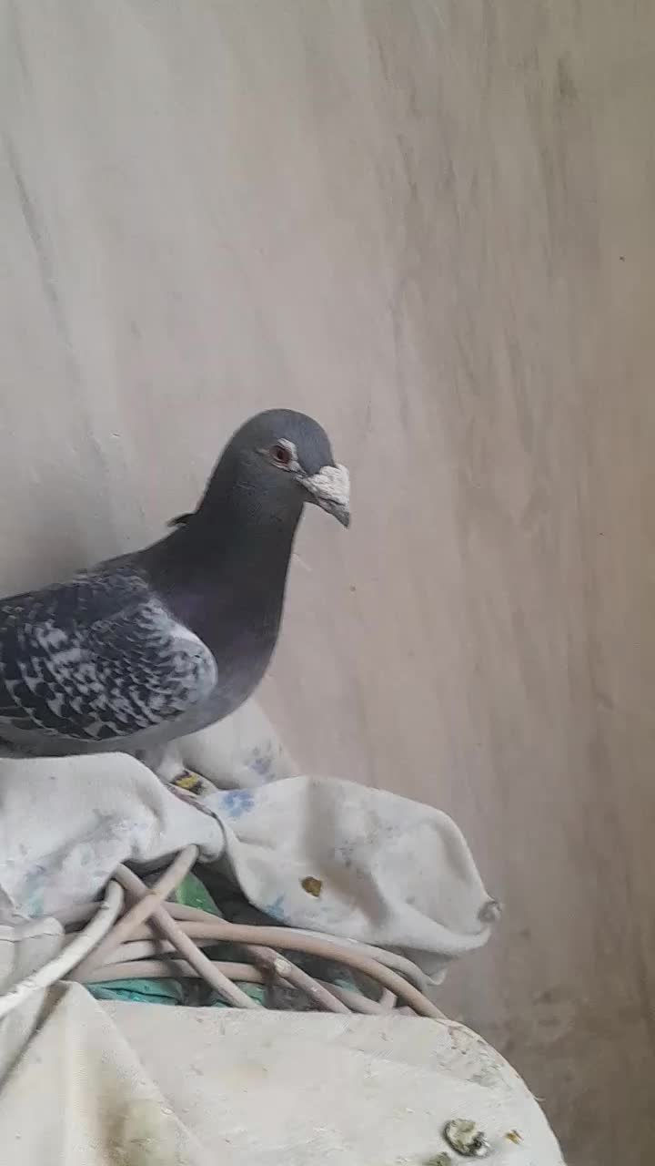 پرنده|پرنده|تربتحیدریه, حاجی یار|دیوار