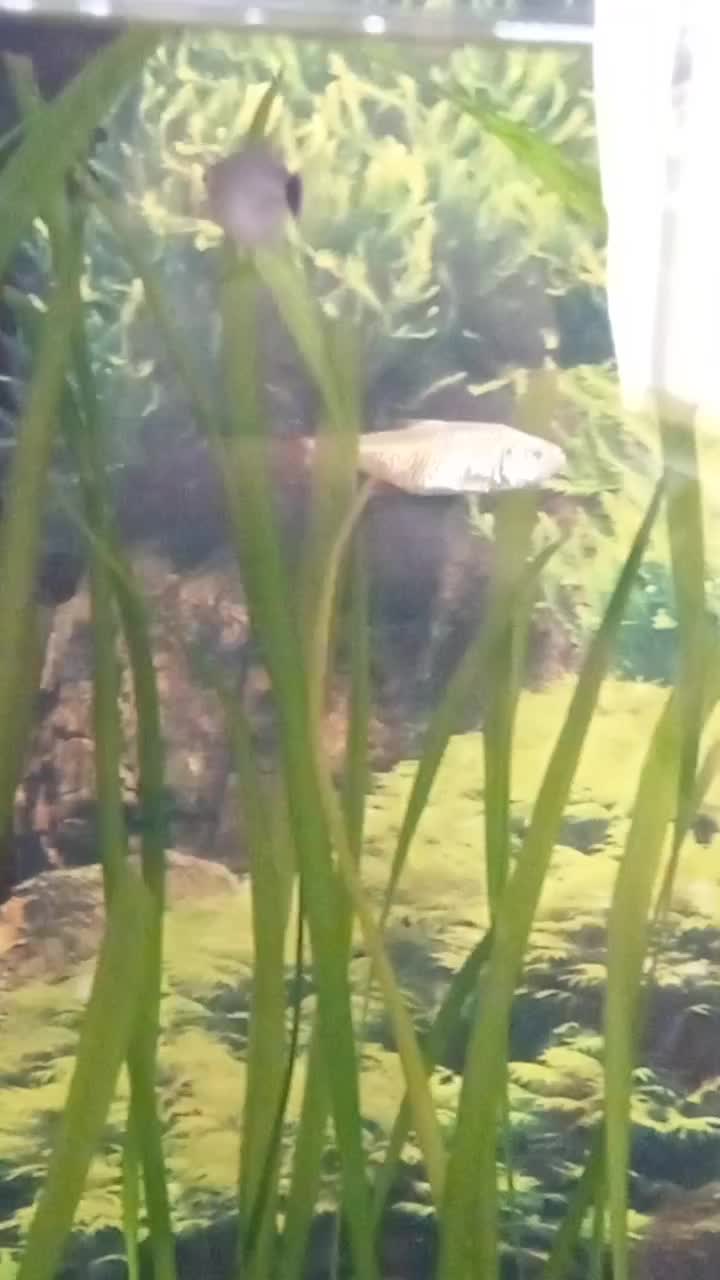 ماهی تترا و بارش گور خری مولد|ماهی|کازرون, |دیوار