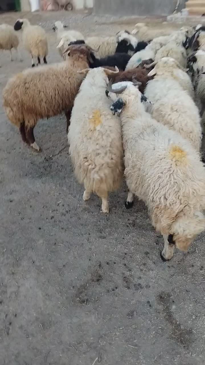 بره نر|حیوانات مزرعه|ماکو, |دیوار