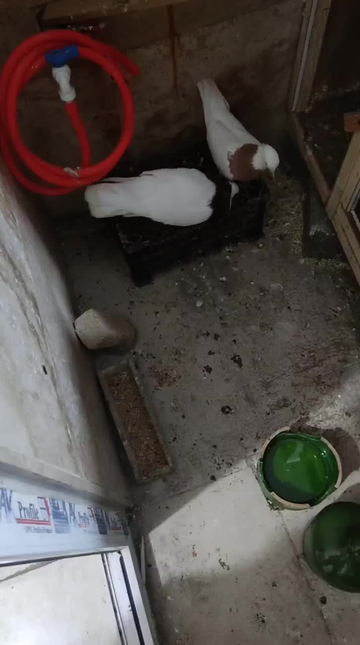 کبوتر طوقی|پرنده|خرم‌آباد, |دیوار