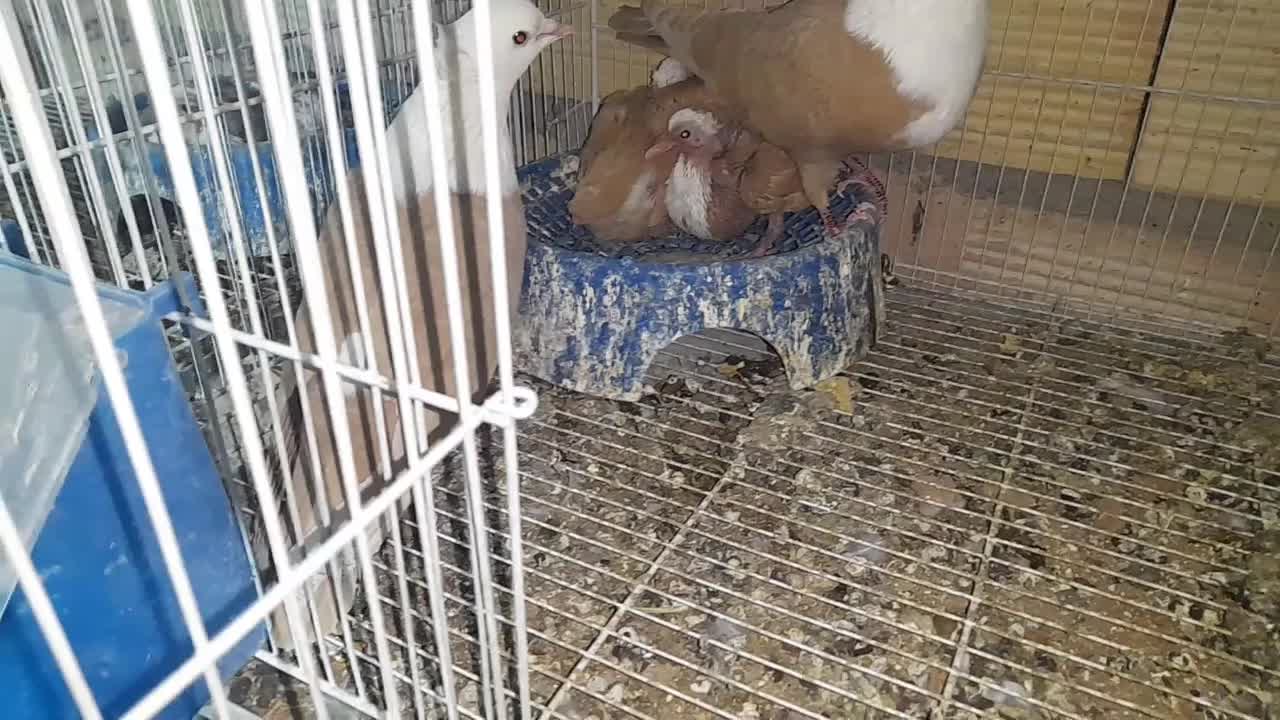 کلاغ کربلایی کله سفید کاکلی|پرنده|سبزوار, قلعه‌نو دهزار|دیوار