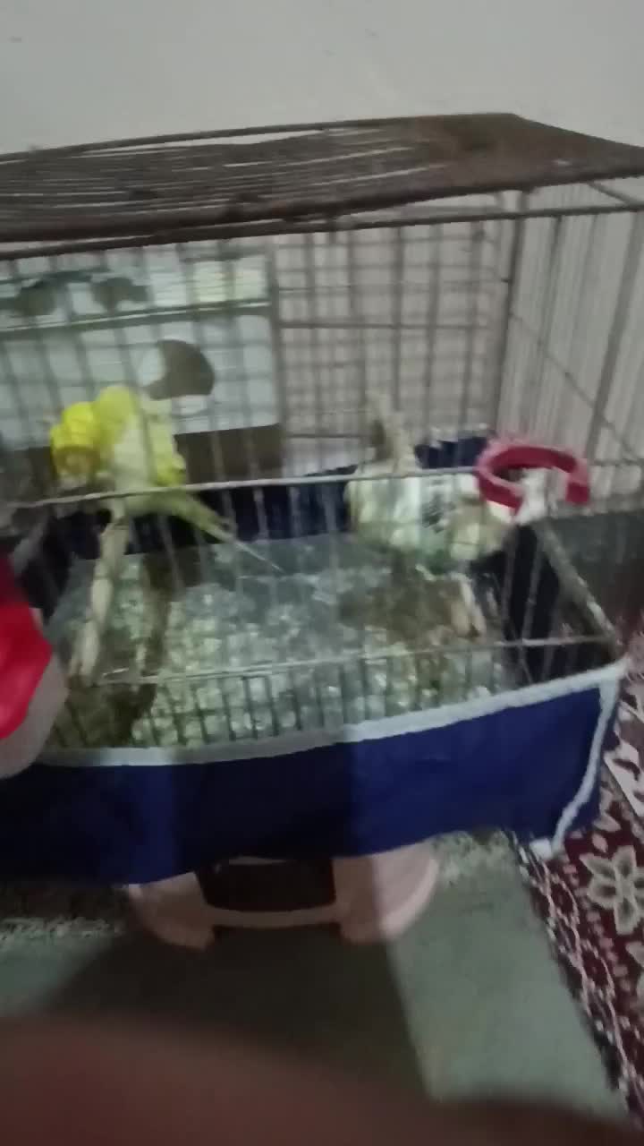 فروش جفت های مرغ عشق|پرنده|بندر ماهشهر, |دیوار