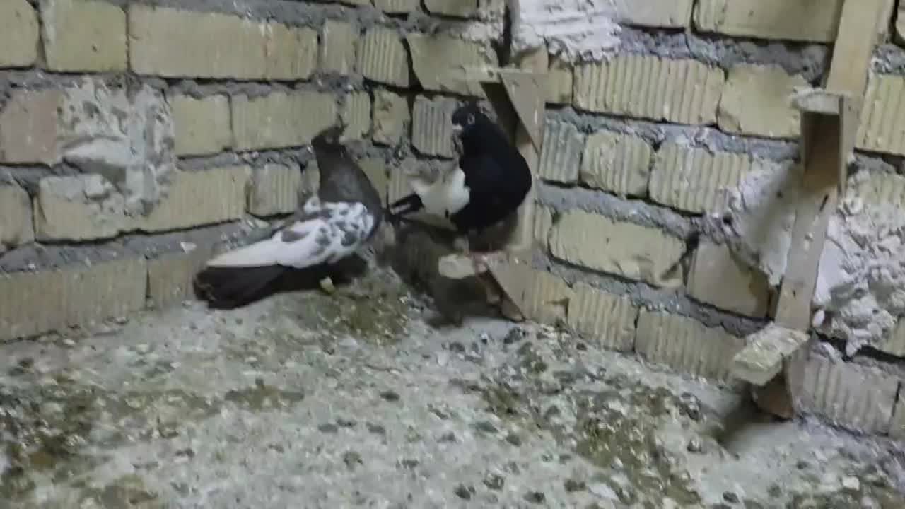 کبوتر|پرنده|مرودشت, دولت آباد|دیوار