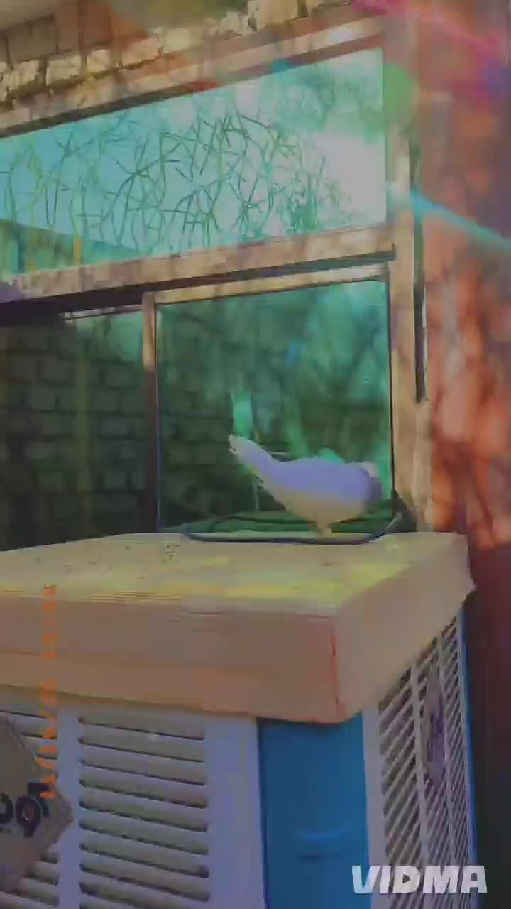 شامی و کرمونی وساده و سوسکی وکله دم سرخ و زرد ماده|پرنده|مشهد, هفده شهریور|دیوار