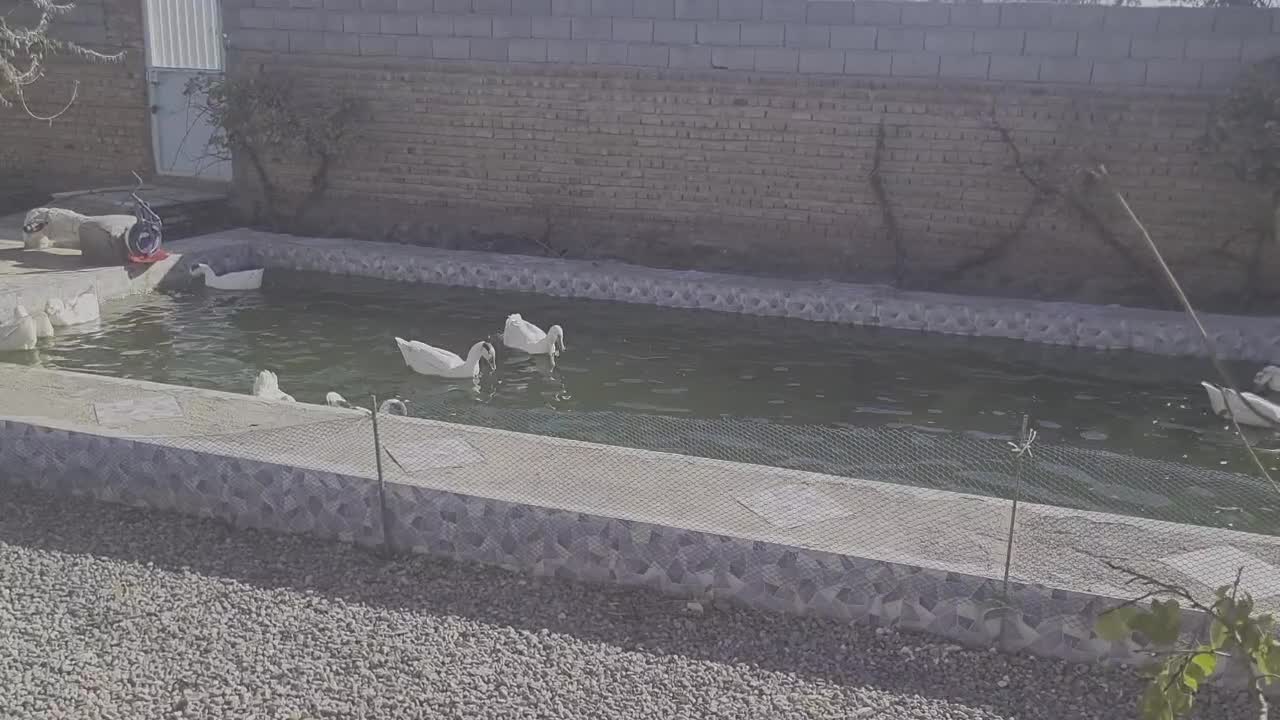 فروش غاز خانگی|حیوانات مزرعه|ایلخچی, |دیوار