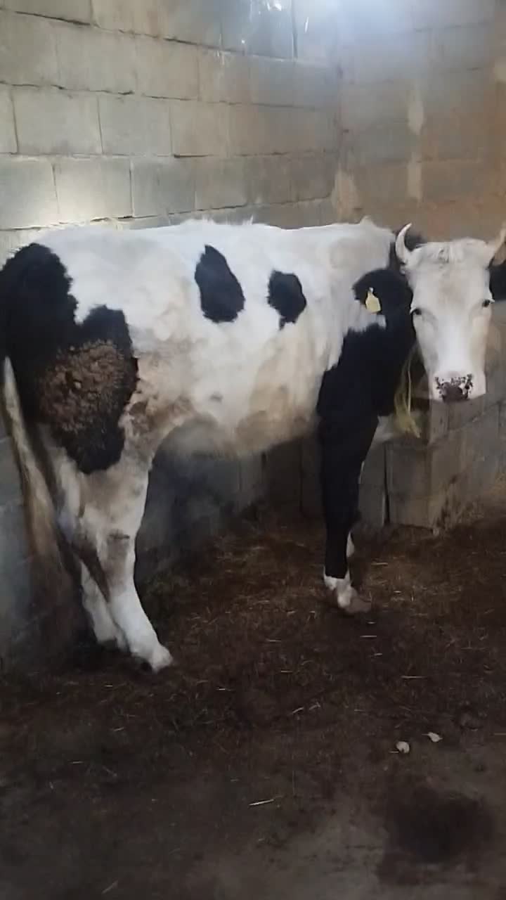 گوساله چاق دو دندان 450کیلو|حیوانات مزرعه|عنبران, |دیوار