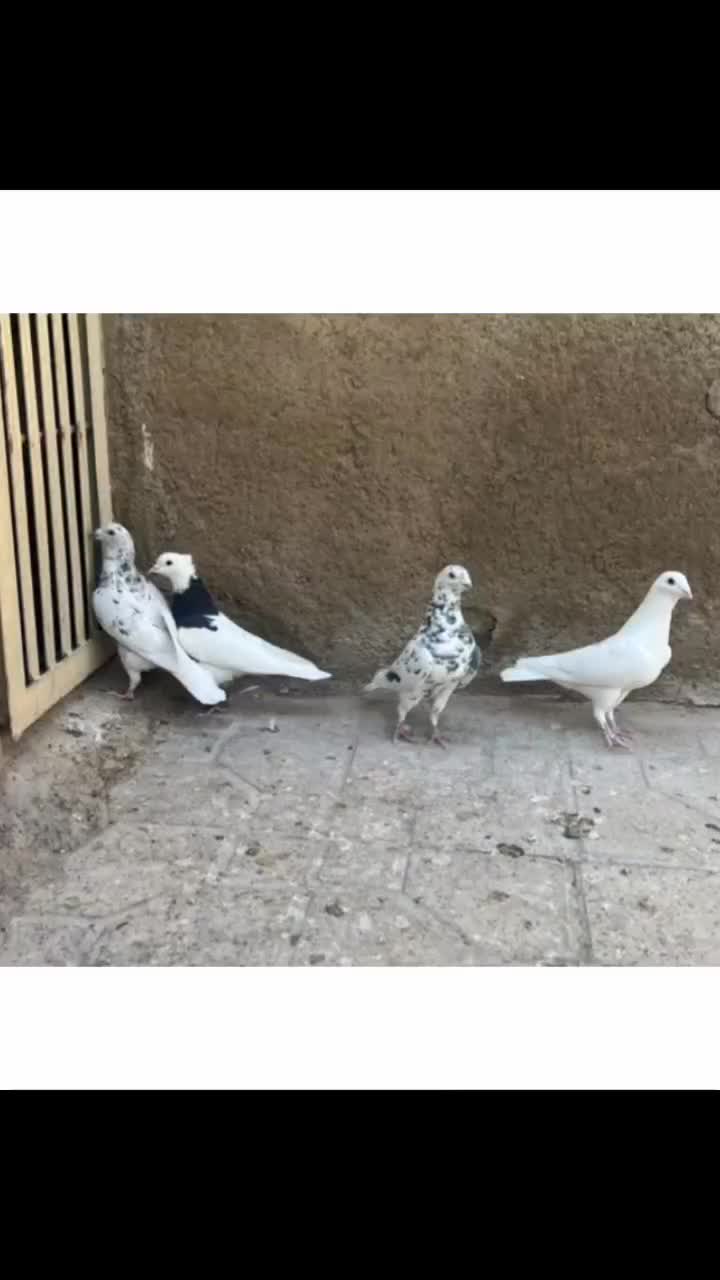 ۳تاسرورپلاکی وطوق سیاه نر|پرنده|فیروزآباد (فارس), |دیوار