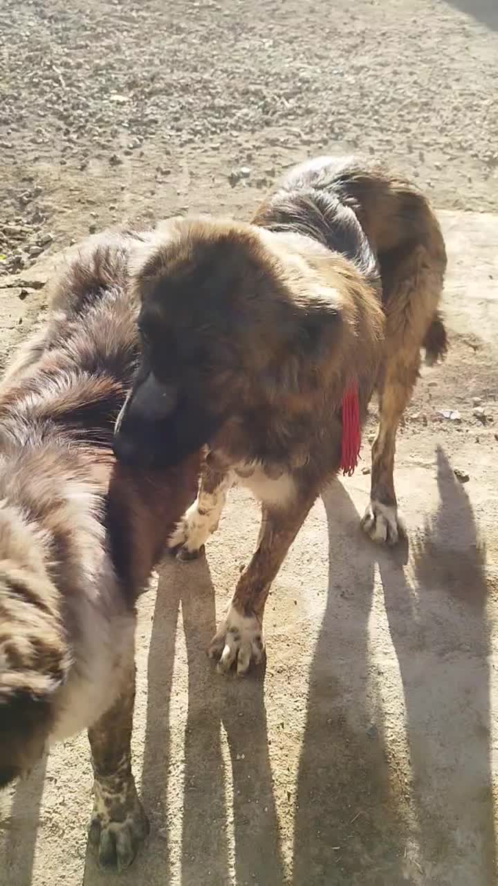 سگ گمشده|سگ|عسگران, |دیوار