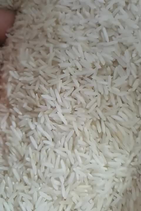 برنج تازه شالیزار/مخصوص پخت عمده و آشپزخانه ها|خوردنی و آشامیدنی|قزوین, |دیوار