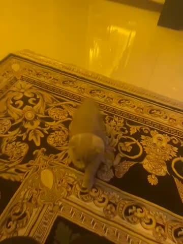 گربه نژاد اسکاتیش|گربه|ری, دولتآباد|دیوار