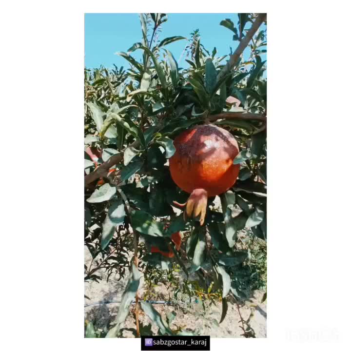 باغبانی و سمپاشی|خدمات باغبانی و درختکاری|فردیس, فردیس|دیوار