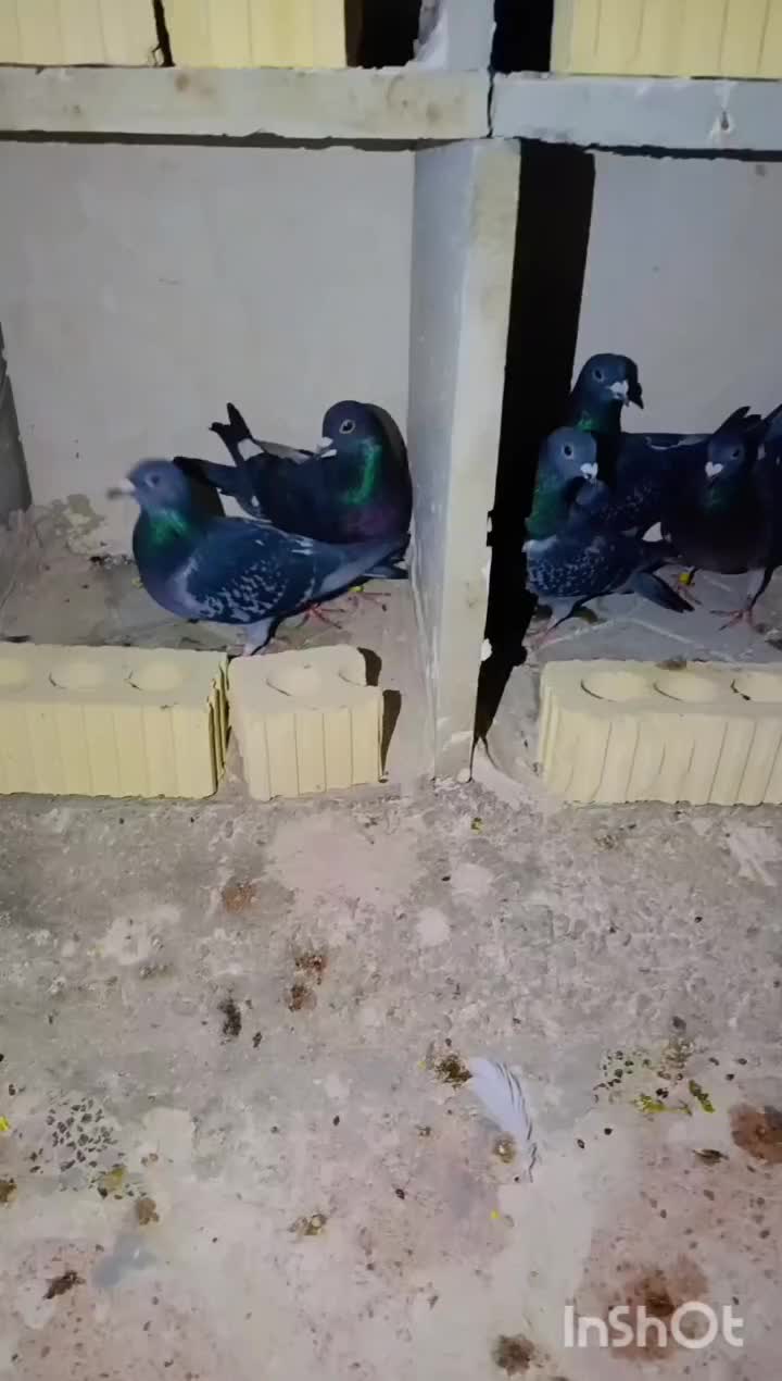 کبوتر پلاکی|پرنده|شیراز, کاراندیش|دیوار