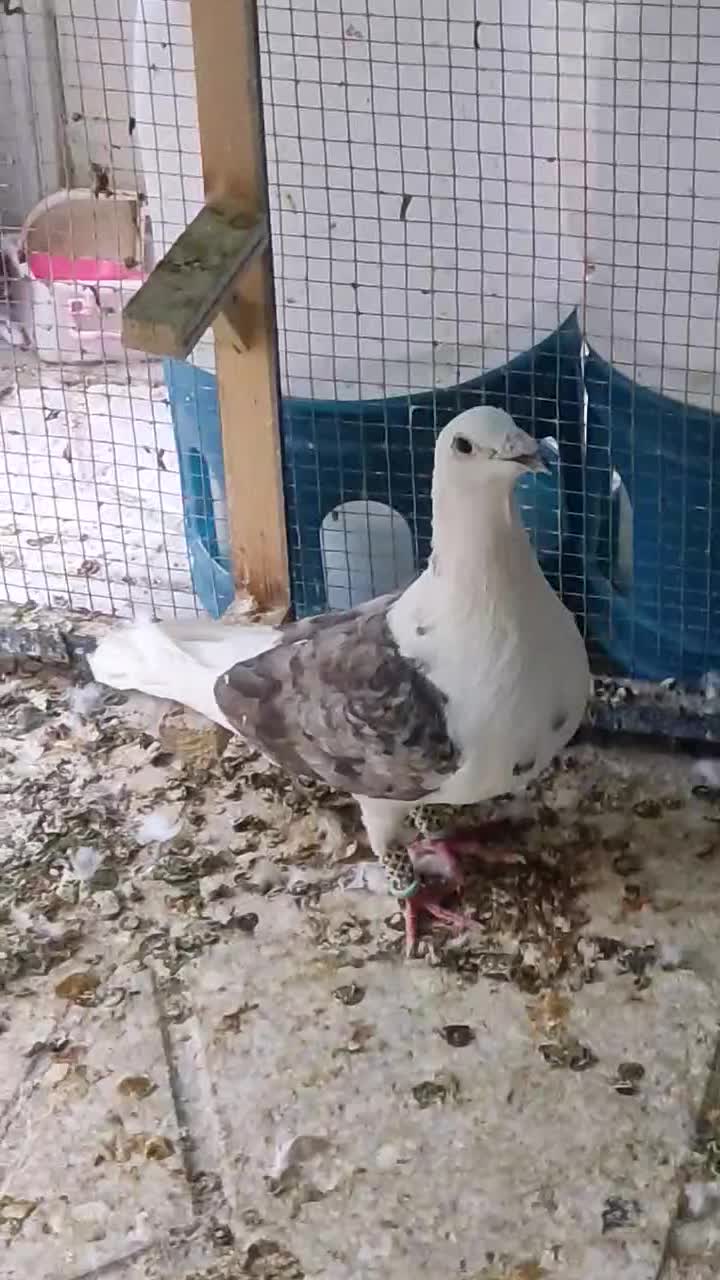 پشت کویتی|پرنده|اسلامیه, |دیوار