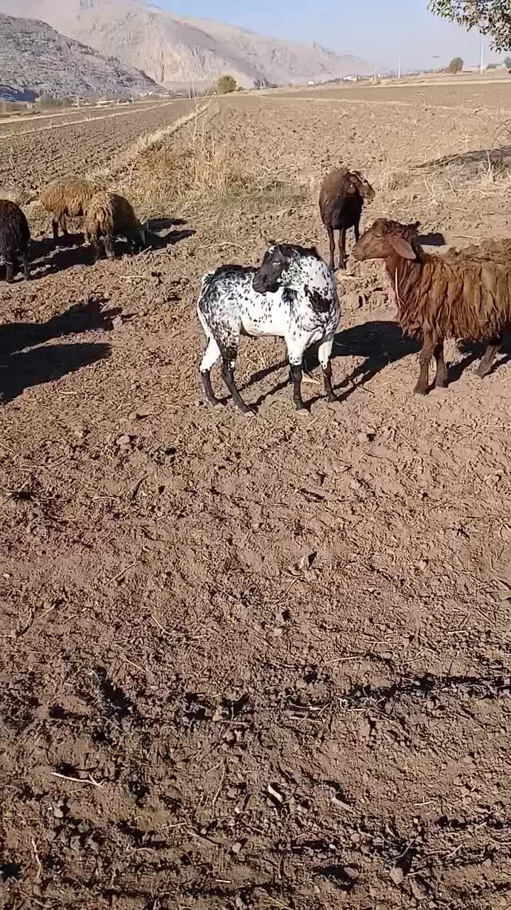 (صلاله) بز نر|حیوانات مزرعه|دینور, |دیوار