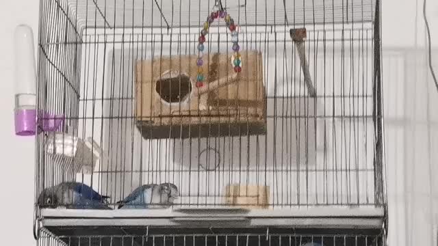 طوطی برزیلی جوان|پرنده|شاهرود, |دیوار