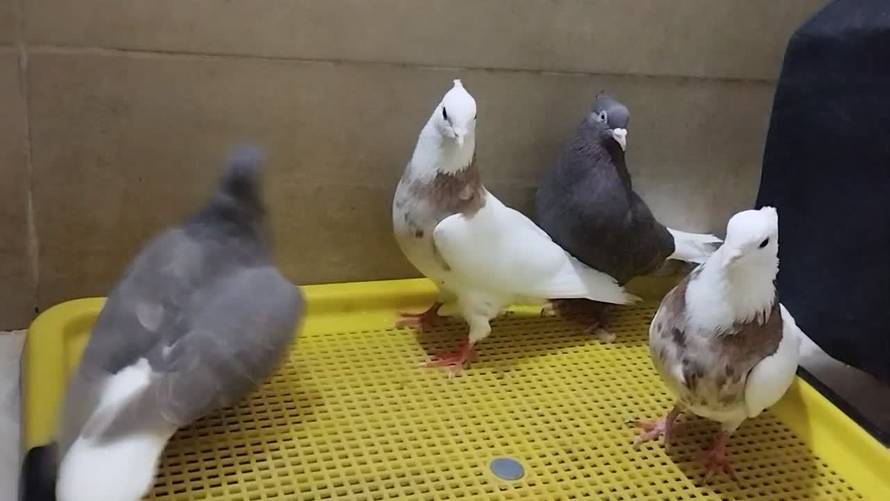 کفتر|پرنده|دزفول, |دیوار