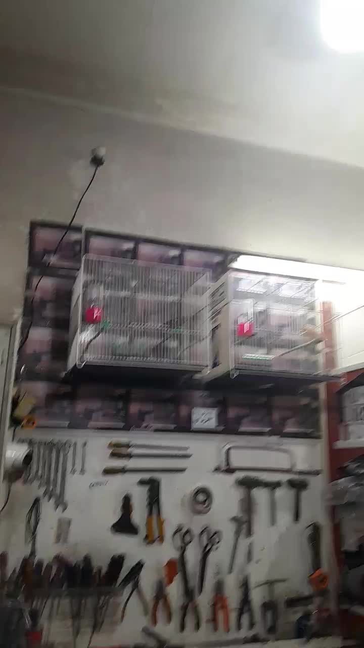 قناری نر و ماده اماده|پرنده|مشهد, هفده شهریور|دیوار