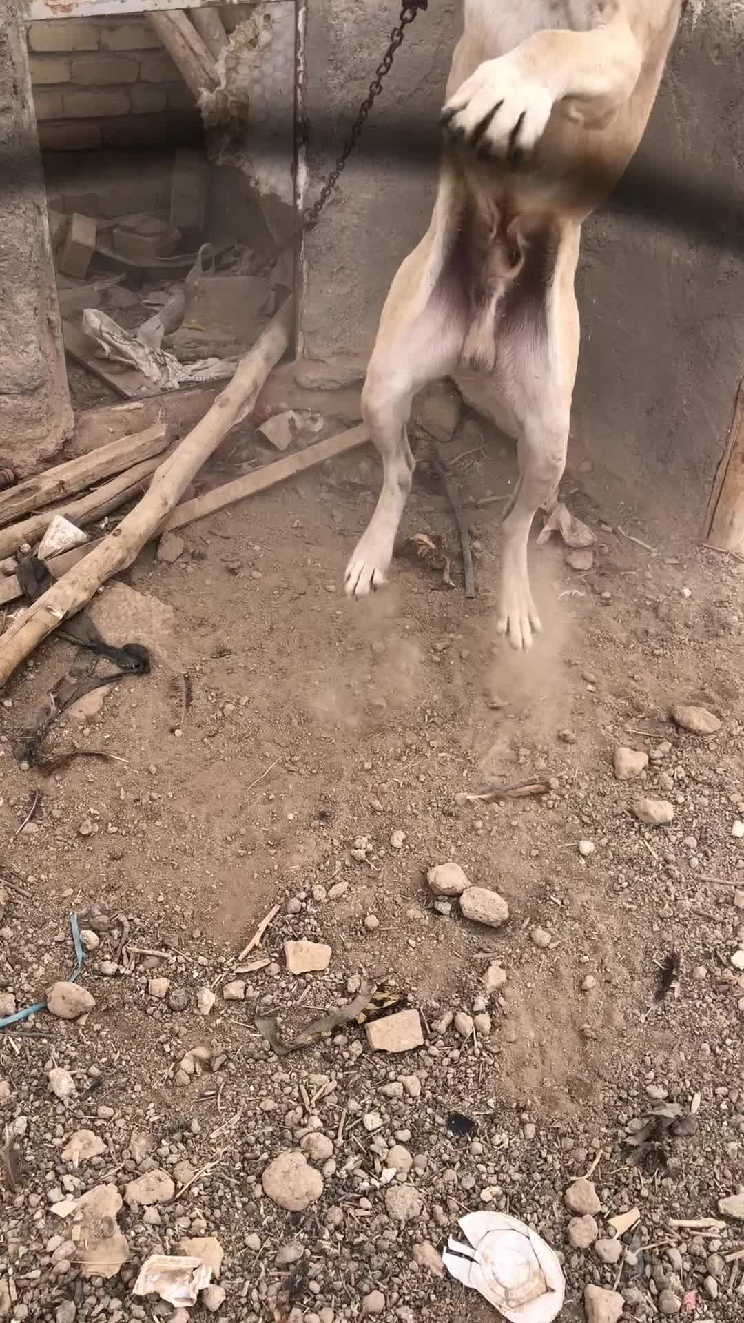 گم شده|حیوانات|تاکستان, |دیوار