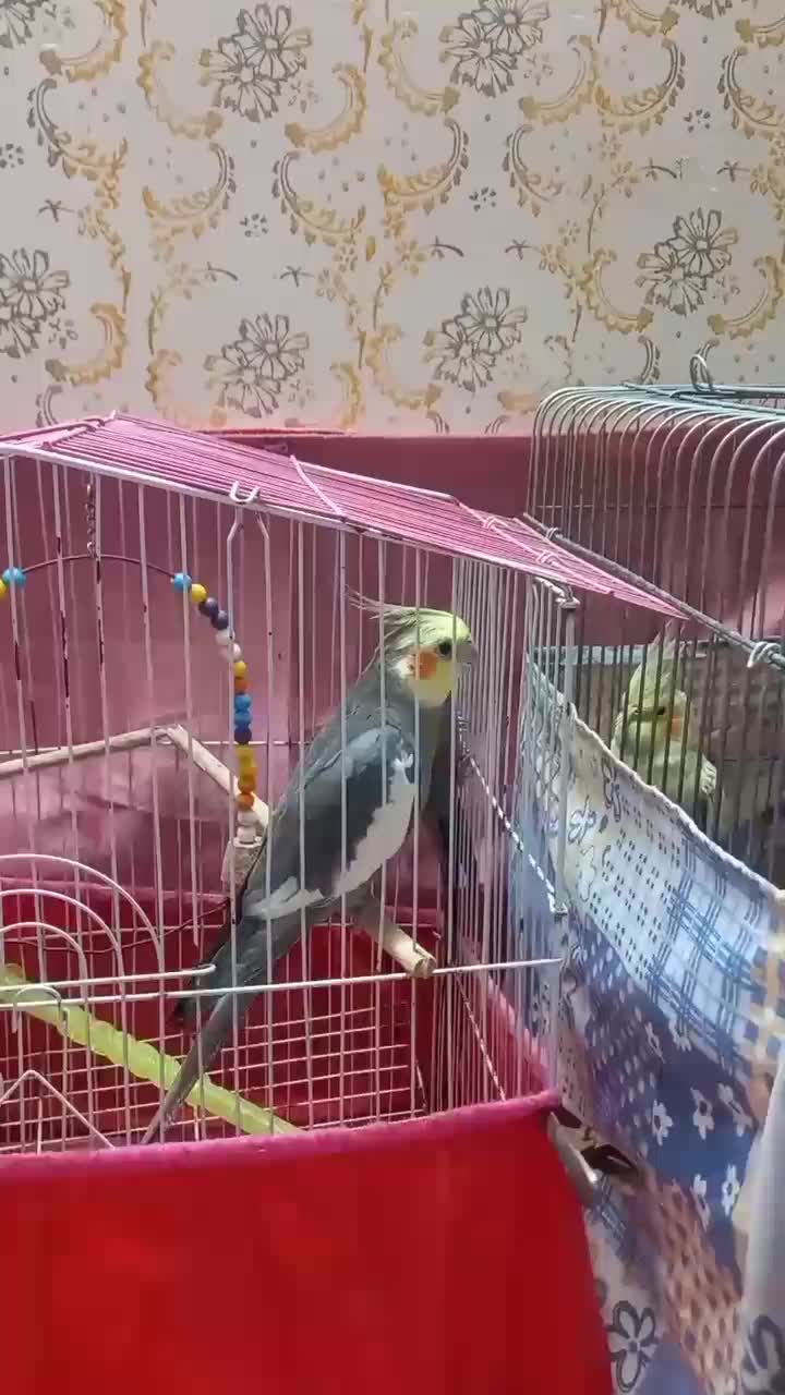 عروس هلندی سخنگو|پرنده|کاشان, فاز ۱ ناجی آباد|دیوار