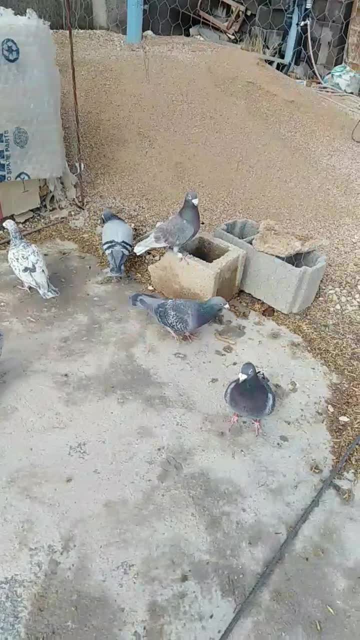 کفتر پلاکی|پرنده|شیراز, گویم|دیوار