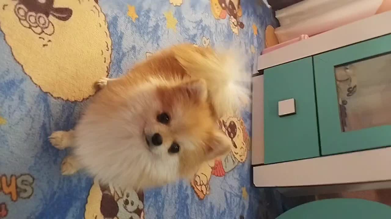 سگ پامر|سگ|کرمان, |دیوار