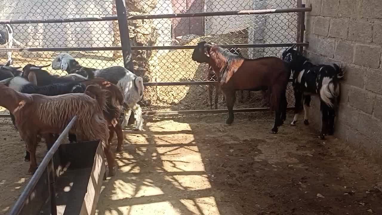 کهری چاق چاق|حیوانات مزرعه|ایزدخواست, |دیوار