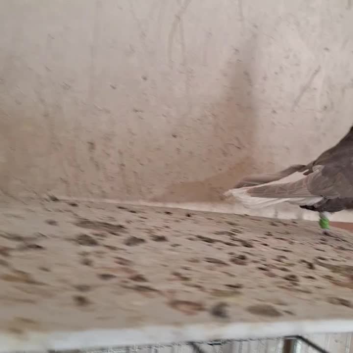 پرنده|پرنده|الوند, |دیوار