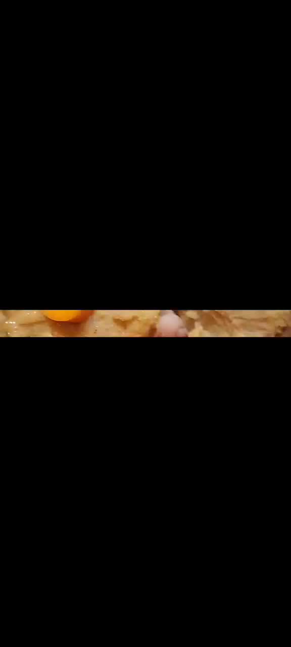 رفع ناهنجاری / اموزش سگ / مربی سگ / تربیت سگ|خدمات آموزشی|تهران, یوسفآباد|دیوار