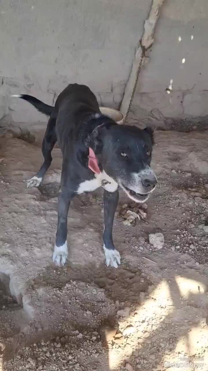 سگ قدرجونی|سگ|رامهرمز, |دیوار