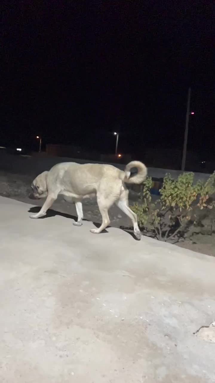 ماده عراقی دم فهل|سگ|مشگین شهر, |دیوار