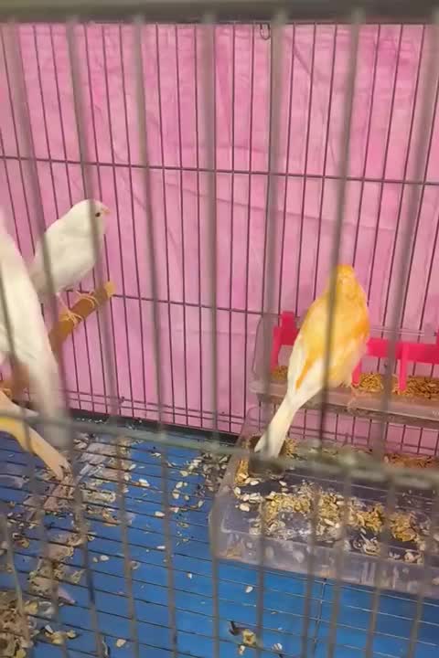 فروش قناری ۴عدد یکجا|پرنده|شیراز, تندگویان|دیوار