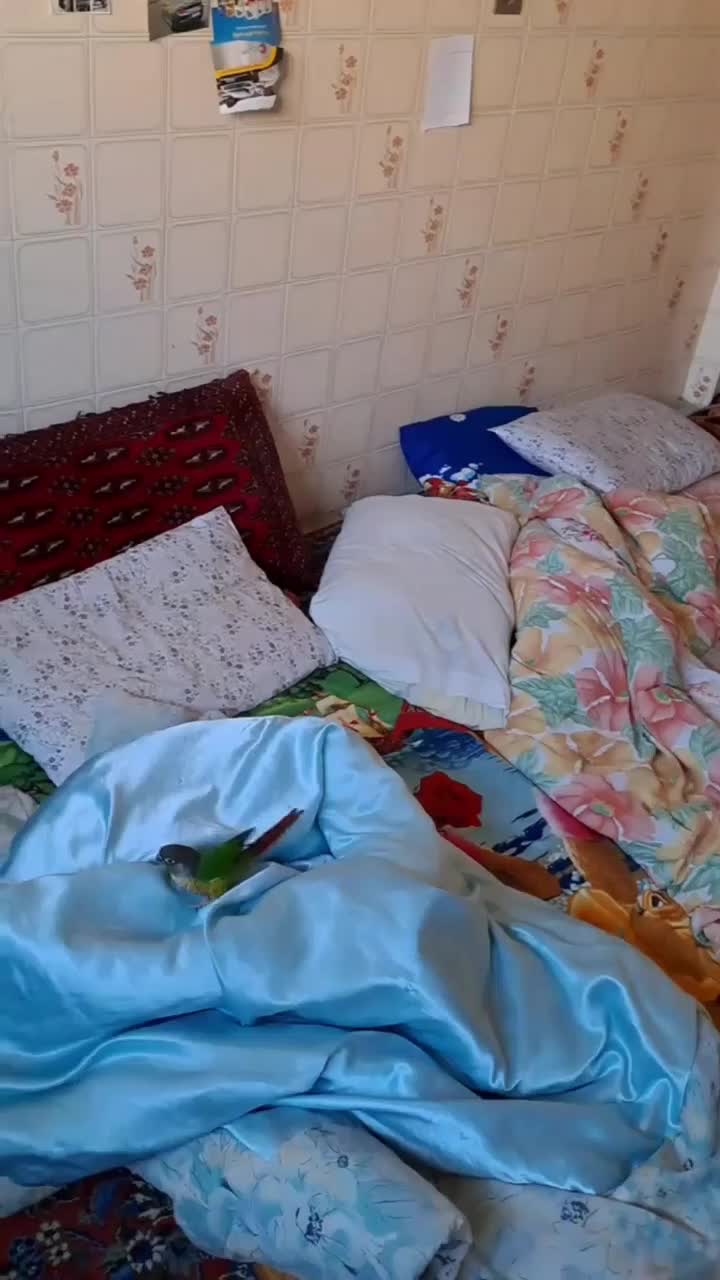 گرینچیک، حلقه پا، سخنگو و نر|پرنده|تبریز, |دیوار