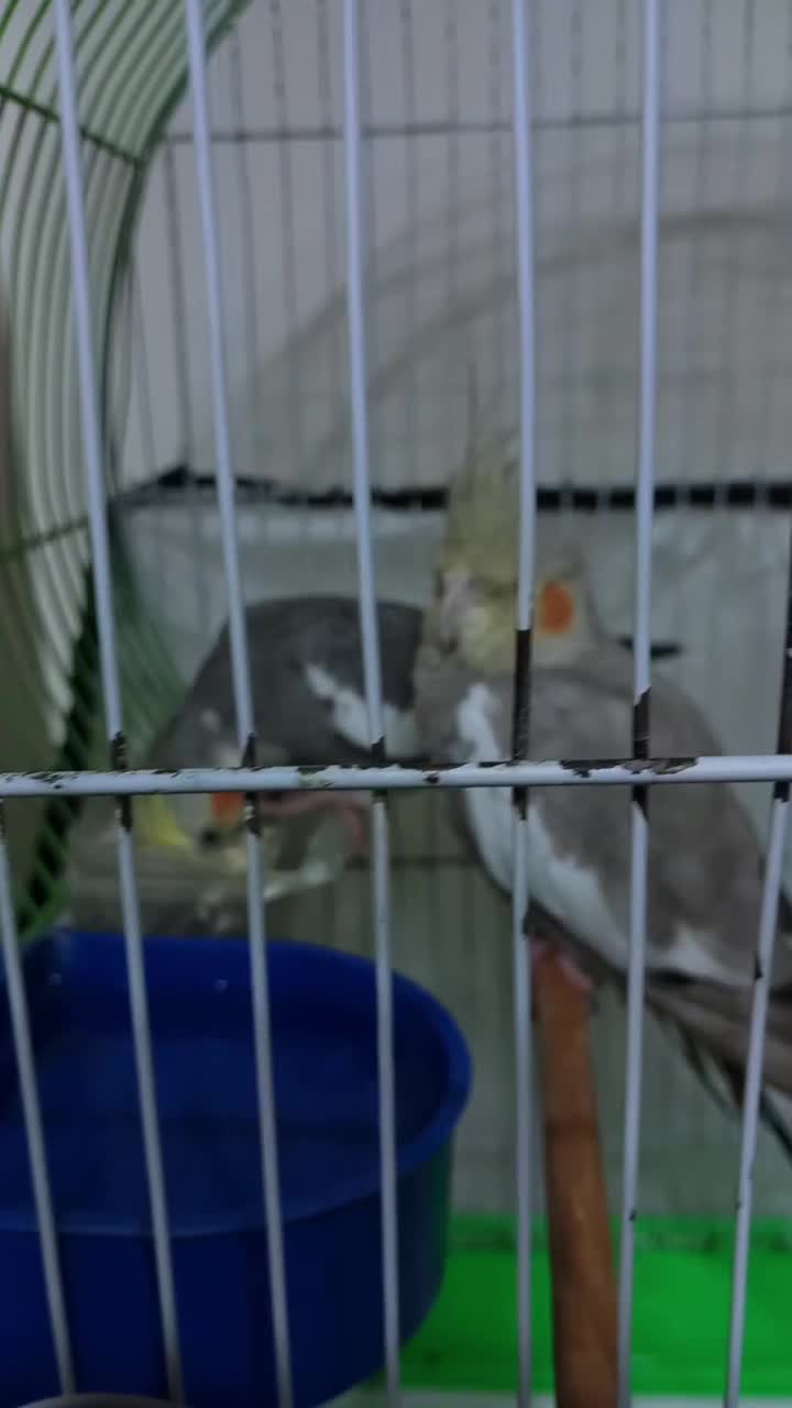 عروس هلندی. کفتر، مرغ، خروس، سگ|پرنده|بم, |دیوار