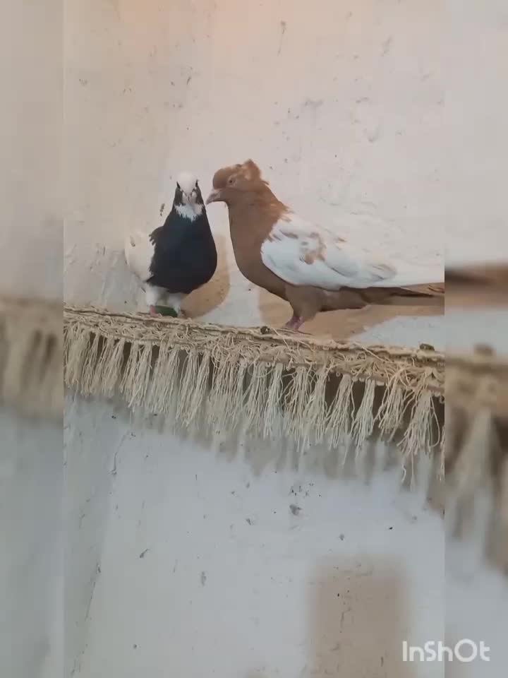 کبوتر|پرنده|فسا, |دیوار